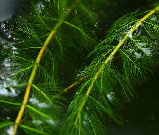 是小二仙草科狐尾藻属植物,多年生沉水草本.