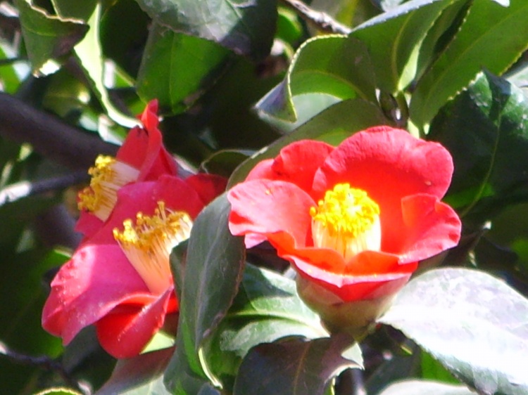  p>耐冬,为山东对 a href="#" data-lemmaid="315158">山茶花 /a>的