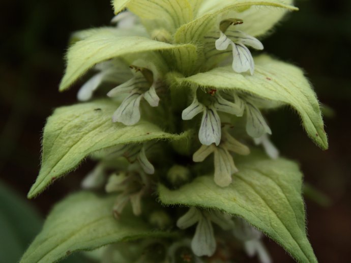  p>白苞筋骨草,所属植物界,属于唇形科,筋骨草属植物, a target="