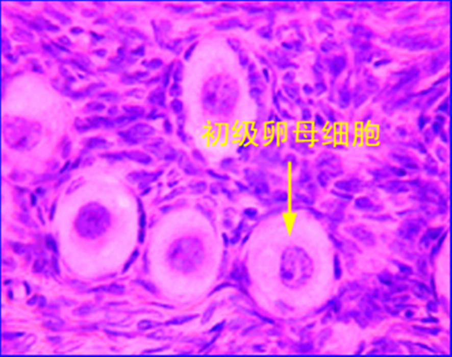  p>次级生长卵泡:卵泡细胞之间出现卵胞腔,由于卵泡腔不断扩大,迫使 a
