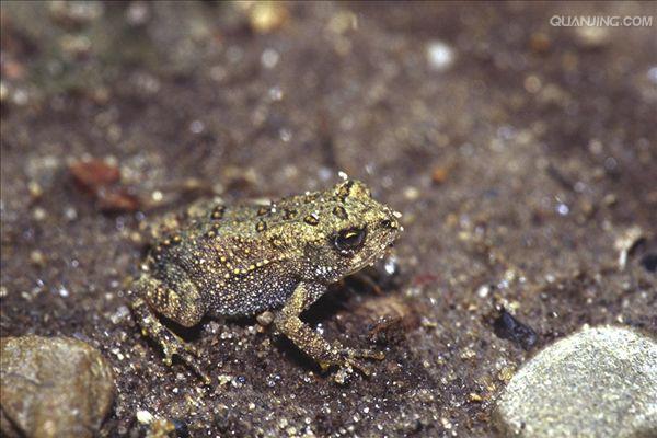  p>蟾蜍,也叫 a target="_blank" href="/item/蛤蟆">蛤蟆 /a>há ma