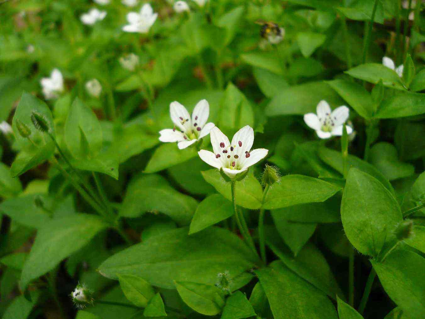 williams),别名:东北繁缕,绿花繁缕,是木兰纲, a target="_blan"