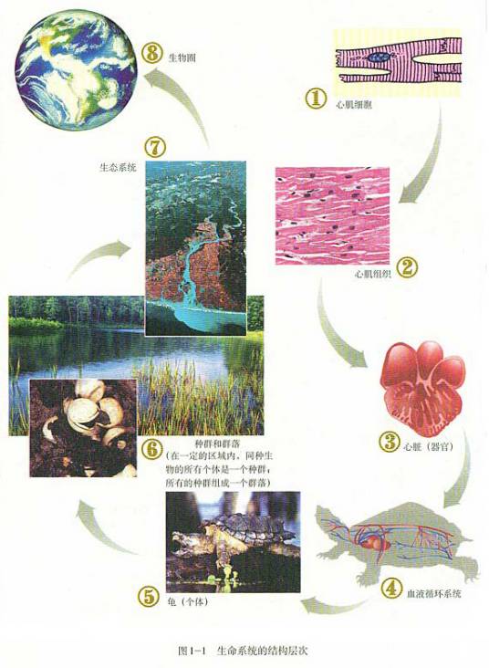 生命系统_百度百科