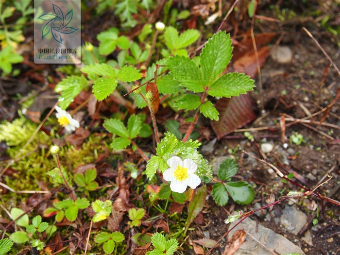  p>五叶草莓( fragaria pentaphylla lozinsk),为蔷薇科草莓属多年生