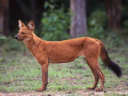 asiatic wild dog