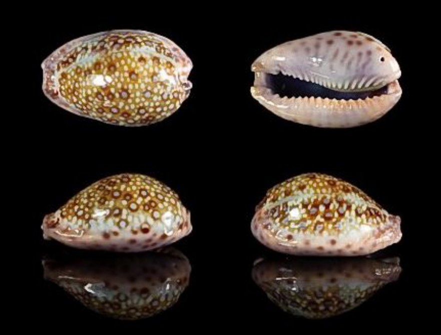  p>紫缘宝螺(学名:erosaria marginalis marginalis)是腹足纲宝螺科的