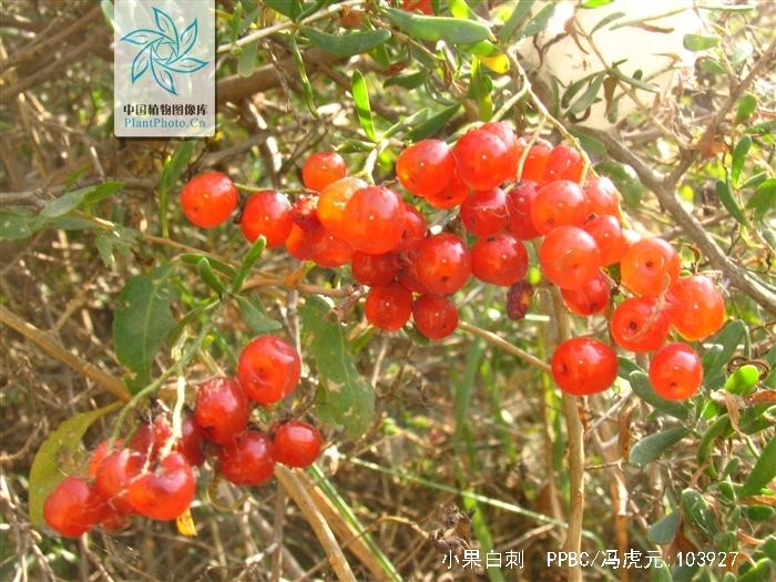  p>小果白刺(学名: i>nitraria sibirica /i> pall.