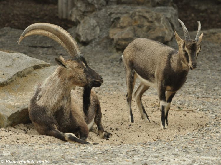 aegagrus /i>):是一种野生的 a target="_blank" href="/item/山羊