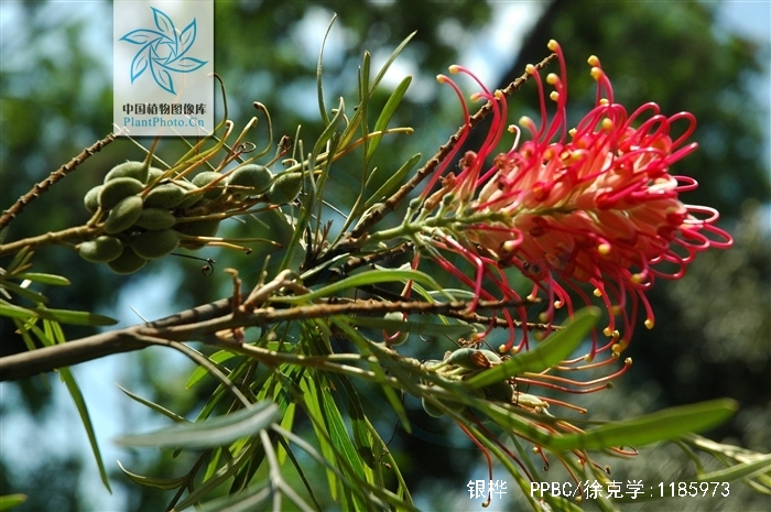  p>银桦( i>grevillea robusta /i>)大乔木,高可达20米; a target="