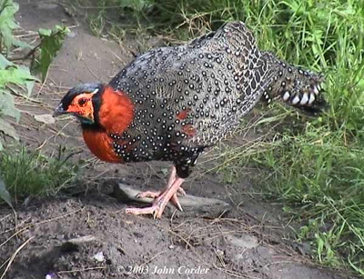  p>黑头角雉(学名: i>tragopan melanocephalus /i>):全长648-735毫米