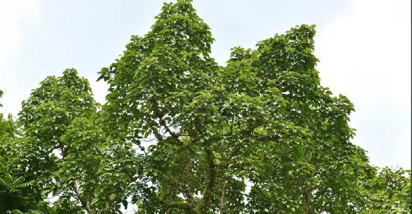  p>杂色榕(学名: i>ficus variegata /i> bl.