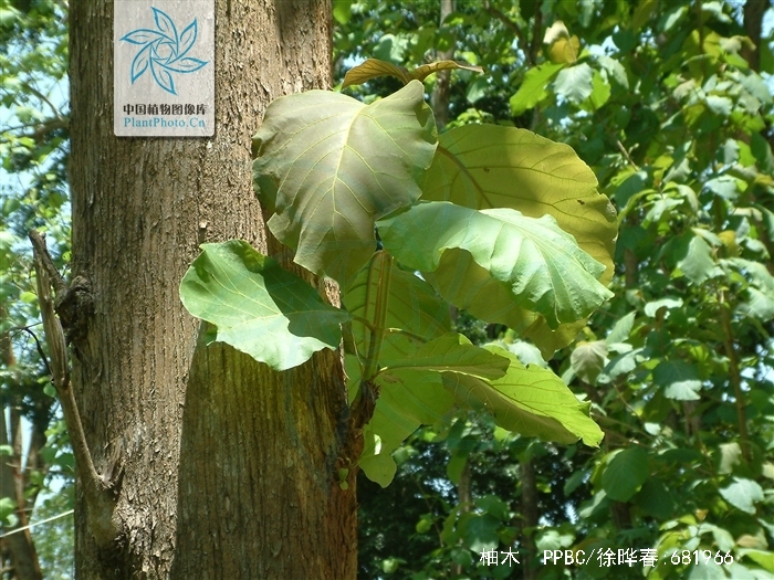 又称胭脂树,紫柚木,血树等, 是一种落叶或半落叶大乔木,树高达40-50
