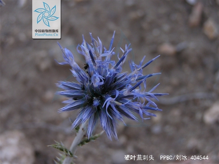  p>硬叶蓝刺头(学名: i>echinops ritro /i> l.