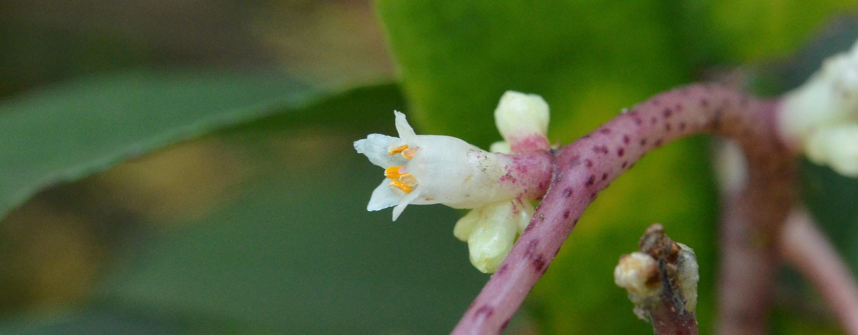 sweet)是管状花目,旋花科,番薯属多年生缠绕 a href="#">草本 /a>