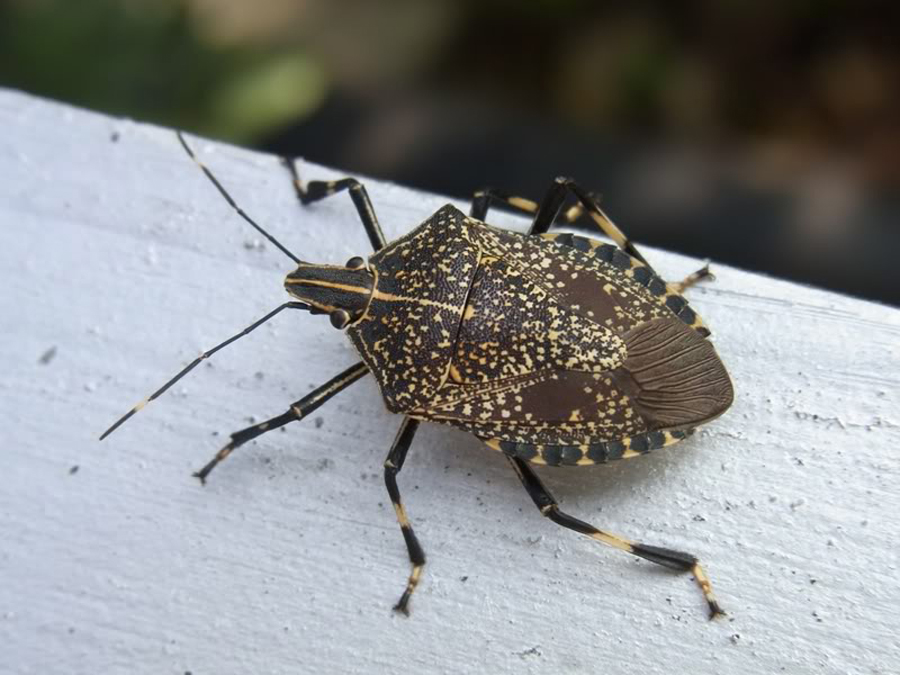  p>麻皮蝽属于 a href="#" data-lemmaid="1535270">半翅目 /a>, a