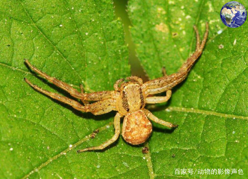 长得像螃蟹一样的蜘蛛 出生以后会将母亲当做食物吃掉 百科ta说