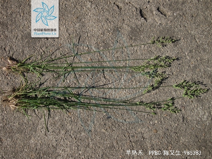 是禾本科,早熟禾属一年生或冬性禾草植物.