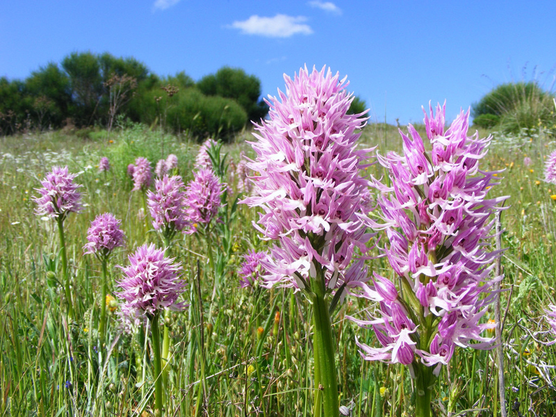  p>意大利红门兰(学名: i>orchis /i>  i>italica /i>  poir.