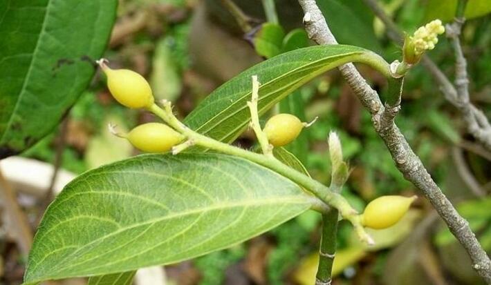  p>白颜树(学名: i>gironniera subaequalis /i> planch.