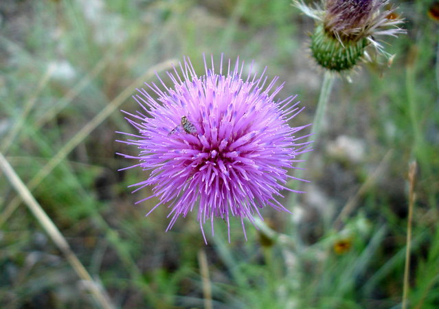 data-lemmaid="17854">蒲公英 /a>,花语是传说的紫色,属性暗