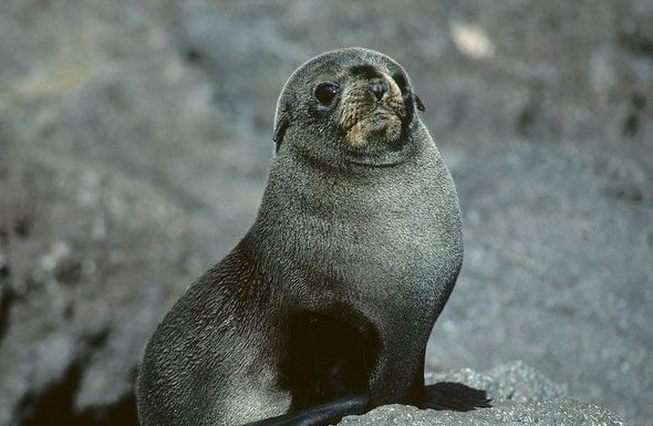  p>北美毛皮海狮(arctocephalus townsendi)是唯一生活在北半球的海狮