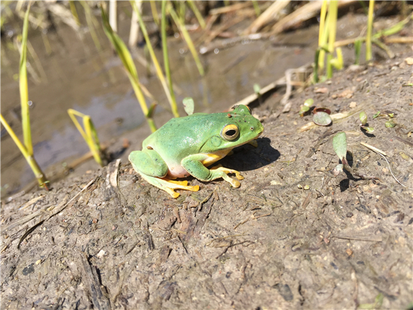 13vwh">丽水树蛙是在<a target="