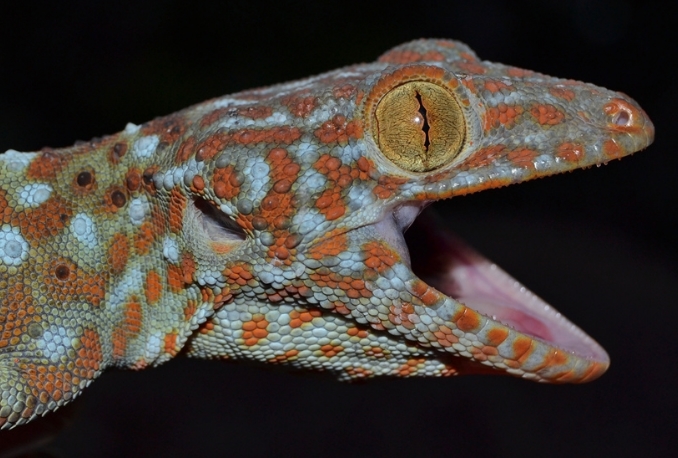 gekko  gecko