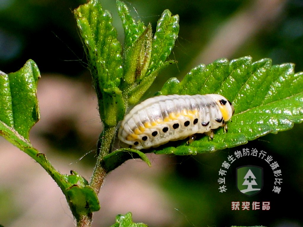 p>桑毛虫是一种食害桑叶的重要害虫,学名为 i>porthesia xanthocampa