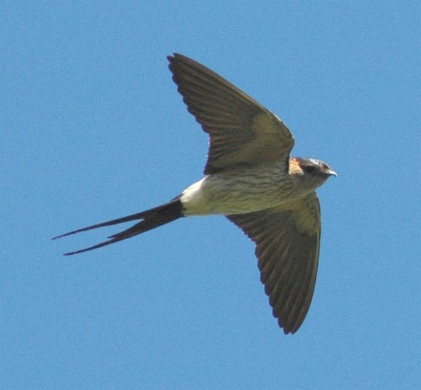 hirundo daurica japonica