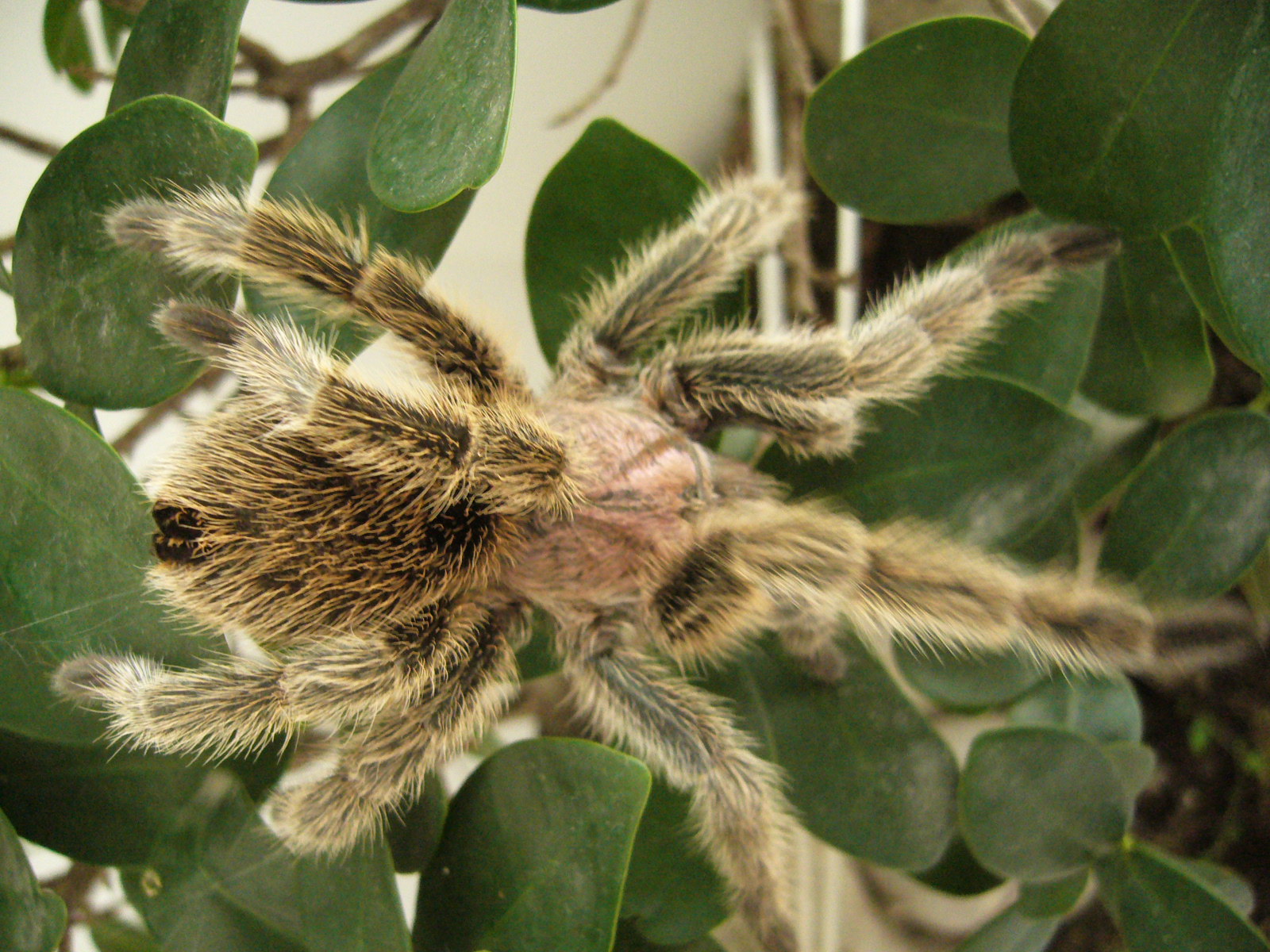  p>红玫瑰蜘蛛原产于智利的荒漠中.