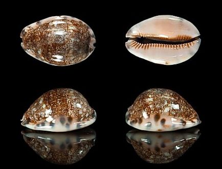  p>吉布宝螺(学名:mauritia arabica gibba)是 a