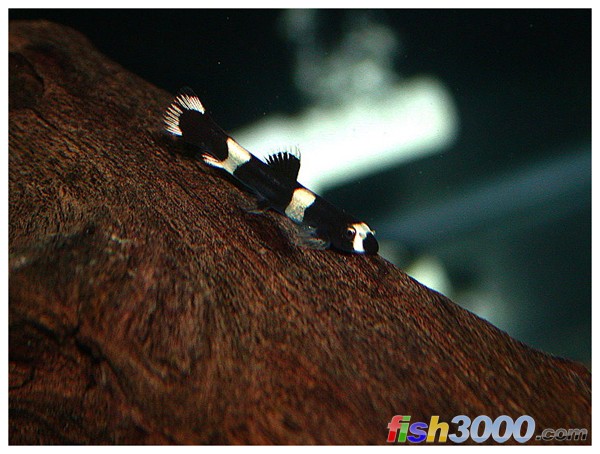  p>厚唇原吸鳅,学名: i>yaoshania pachychilus  /i>(chen, 1980) ,为