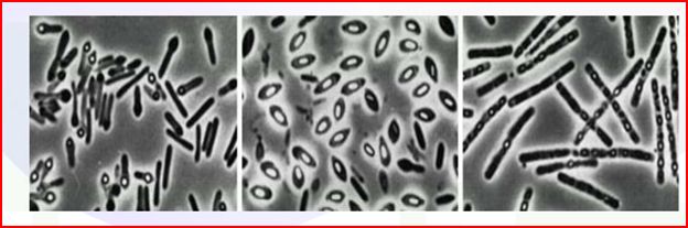  p>芽孢(endospore)又称 a href="#" data-lemmaid="7279164">内生