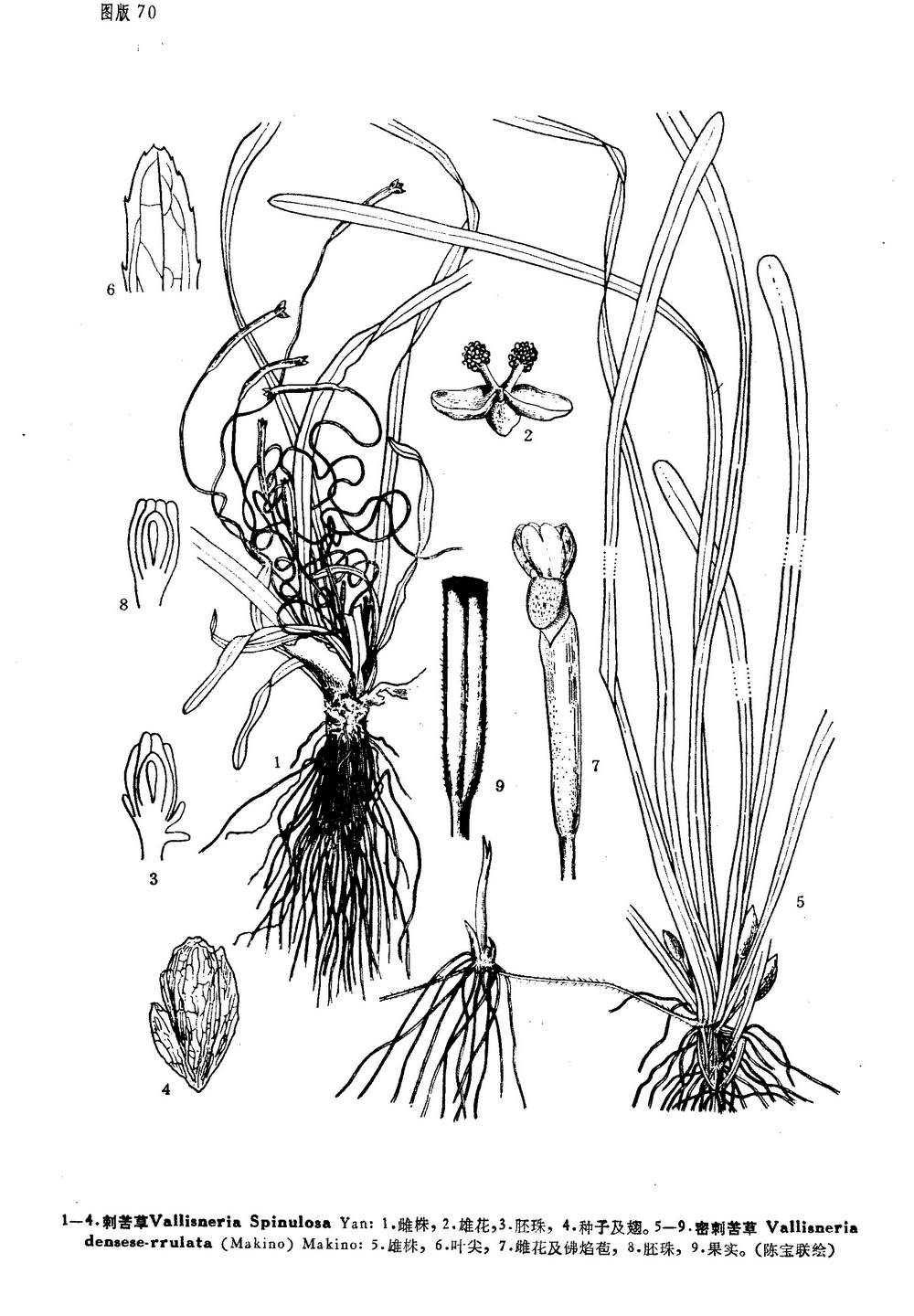  p>刺苦草,典型的沉水草本植物,属水鳖科苦草属 /p>