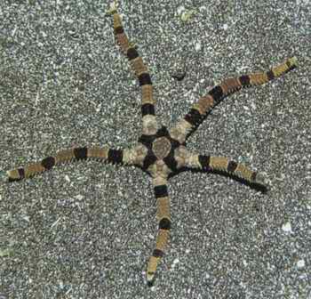  p>也叫条纹蛇尾,条纹脆蛇尾,或虎纹海星.