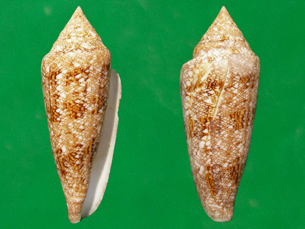  p>海之荣光芋螺(conus gloriamaris )是一种芋螺科cylinder属类生物