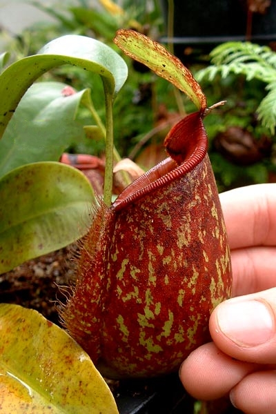 nepenthes × hookeriana