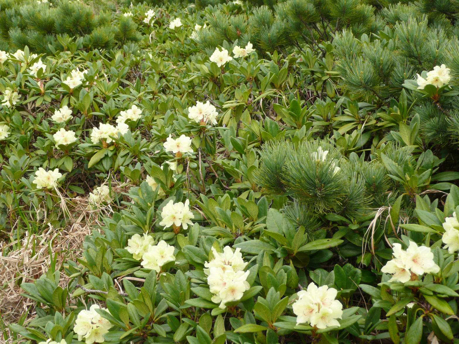  p>高山杜鹃(学名: i>rhododendron lapponicum /i> (l.) wahl.