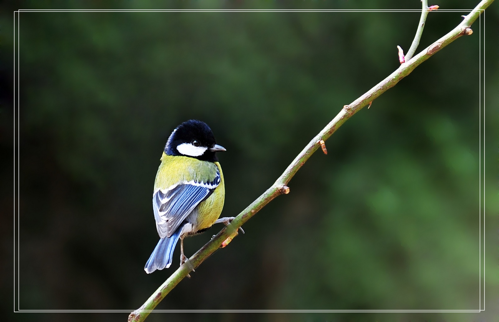 tit,也叫青背山雀,是一种栖息于中低海拔山区的雀鸟