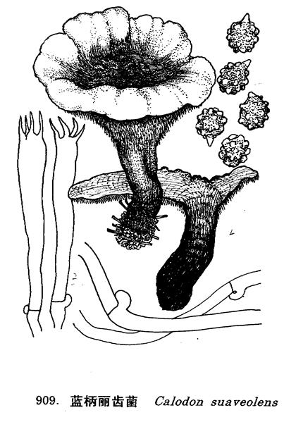  p>子实体一般中等大.