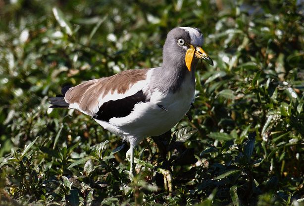  p>白头麦鸡(学名:vanellus albiceps)属于中型 a target="_blank"
