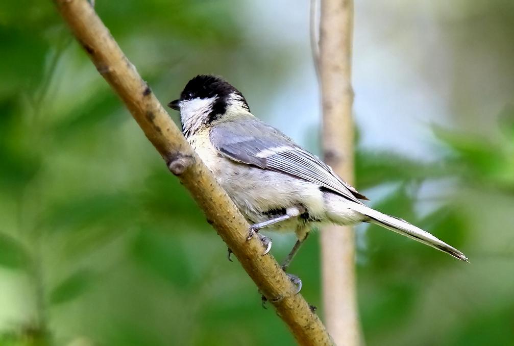 parus  bokharensis