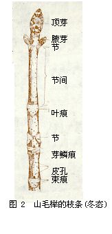  p>周皮是取代表皮的次生保护组织,存在于加粗生长的根和茎的表面,是