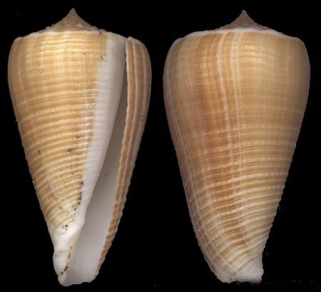  p>刻纹芋螺是芋螺科,芋螺属的一种贝类动物. /p>