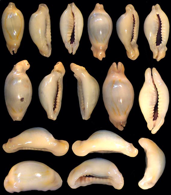 monetaria annulus appendiculata