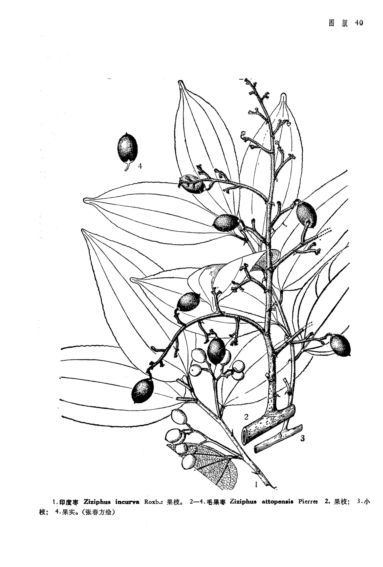 ziziphus incurva roxb.