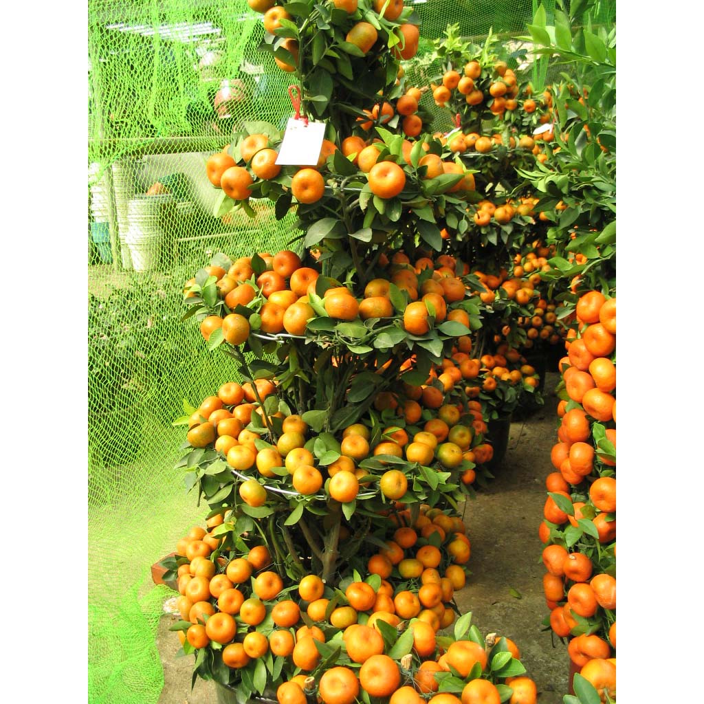 朱砂桔