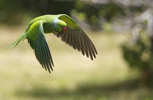  p>回声 a href="#" data-lemmaid="359436">鹦鹉 /a>(学名