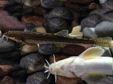  p>岷县高原鳅, i>triplophysa minxianensis  /i>(wang et zhu, 1979