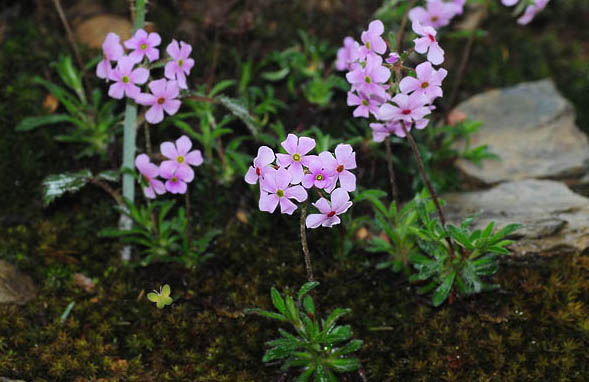  p>硬枝点地梅为 a target="_blank" href="/item/报春花科/3427454"